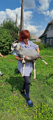 В Ивановской области продолжается акция «МногоДарю: козу в семью»
